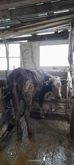 Ұзынағаш жаңақұрлыс