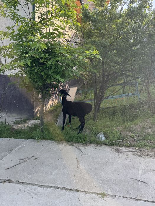 Қой сатылады Продам баранов