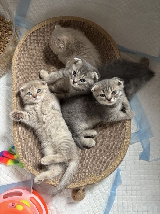 Продам очаровательных котят в добрые руки