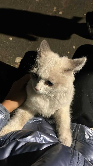 Симпатичные  КОТЯТА