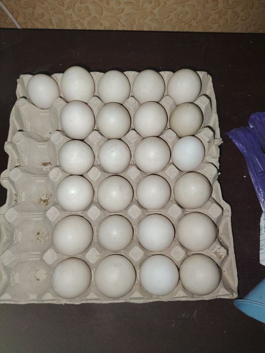 Продам ИЯ индоутки, утки кряквы