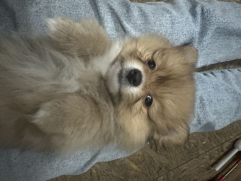 Померанский шпиц