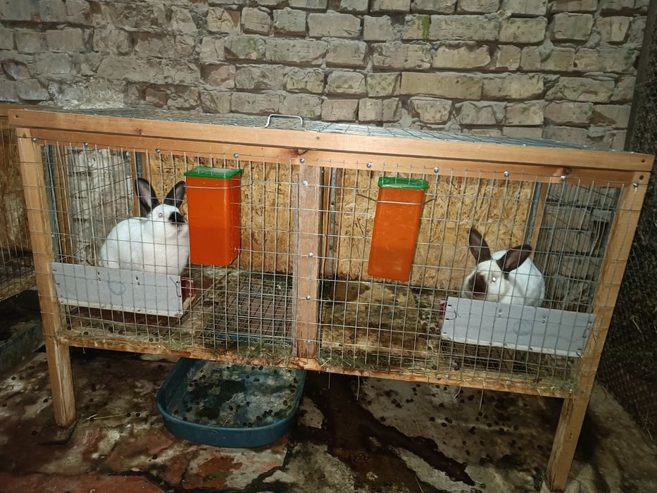 Продается кролики 12шт со клетками ОПТОМ