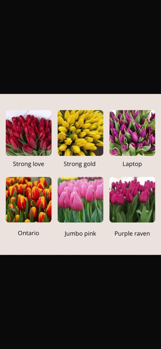 Тюльпаны оптом и в розницу