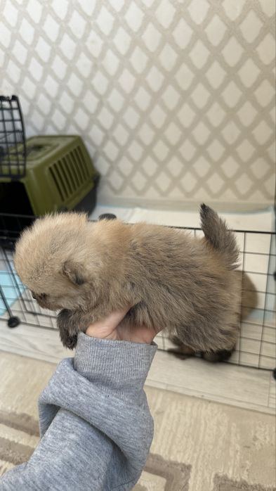 щенок шпица бронь