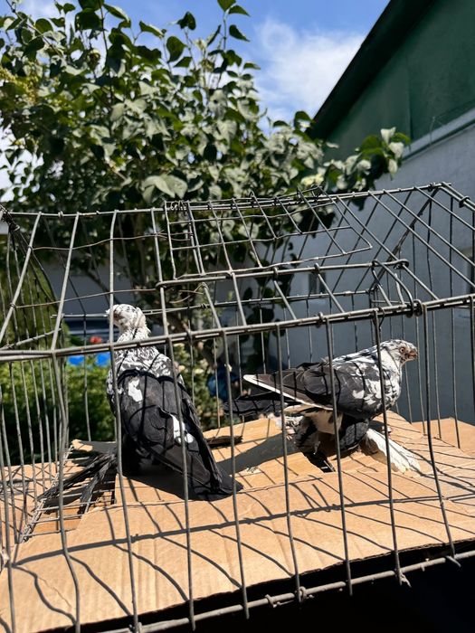 Тараз продам голуби