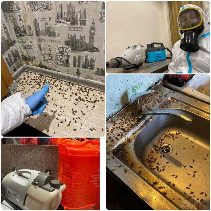 Уничтожение клопов, травить тараканов. Дезинфекция