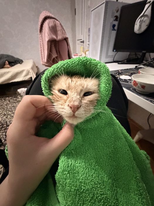 Отдам в хорошие руки!