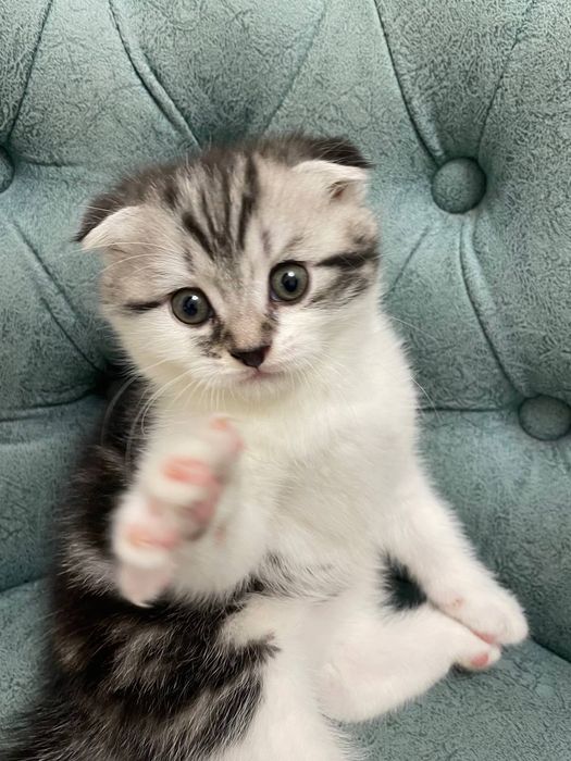 Мушук боласи сотилади