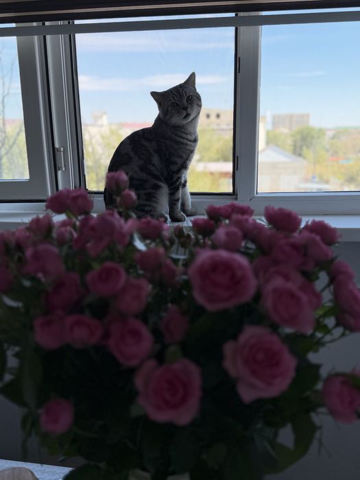 Кот,породистый,Срочноо продам