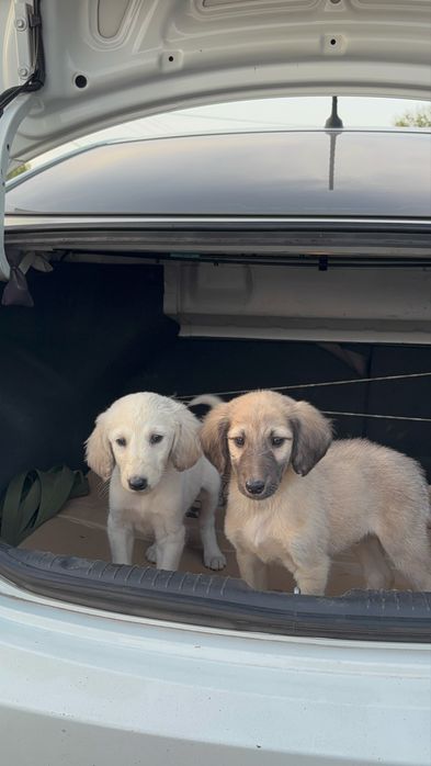 Тазы кушыктер сатылады