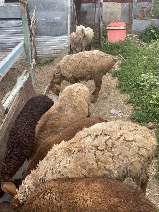 Продам баранов