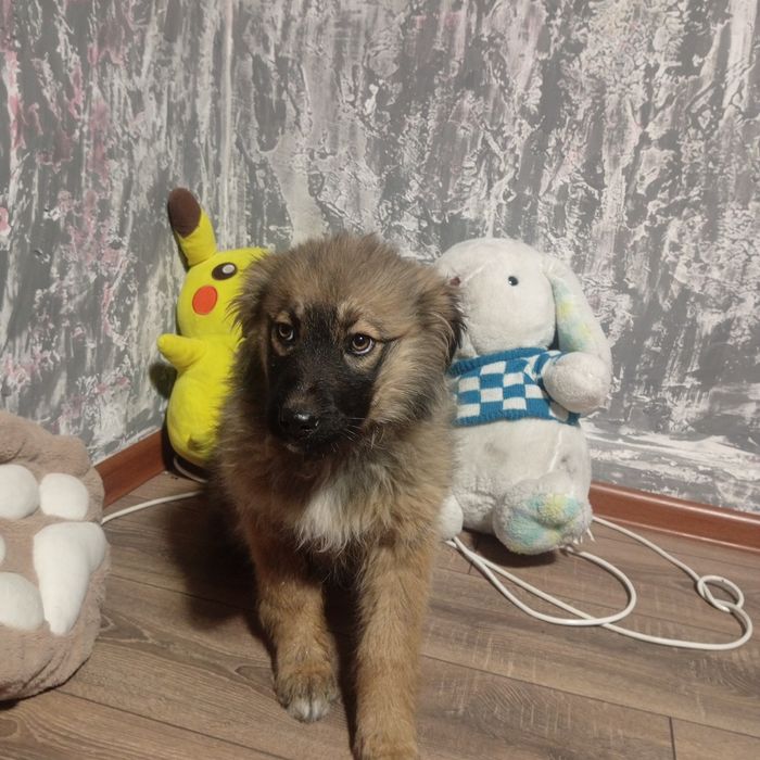 В добрые руки Срочно