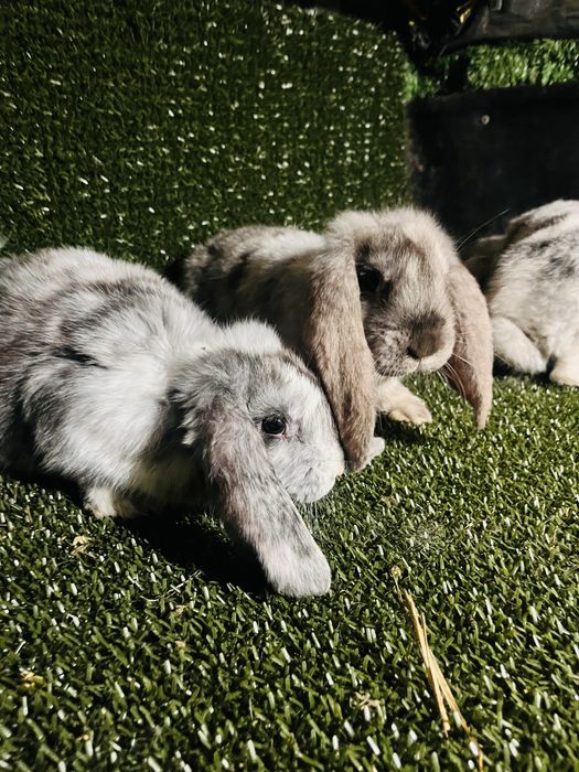 Tineret rhon disponibil