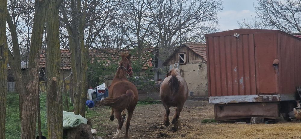 Vand iapa metis lipitan, mama semigreu-tatal linie Napoletano
