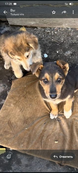 Очень милые Щенки