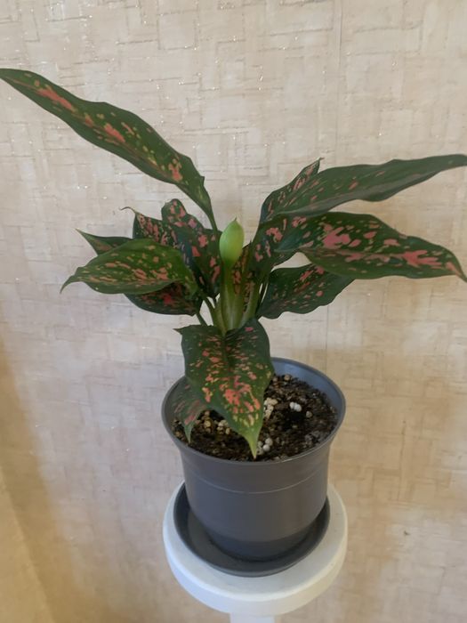 Комнатные цветы в горшках