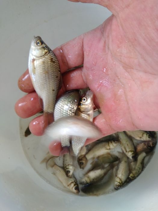 Живец малек карасик.