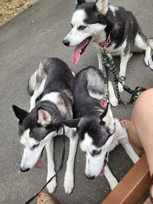 Pet Sitter Catei/Pisici etc.