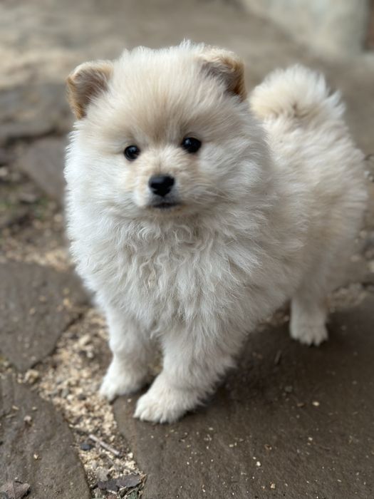 Женско кученце померан-шпиц