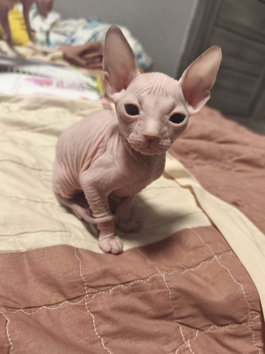 Малыши донского сфинкса