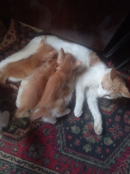 Отдам котят в хорошие руки