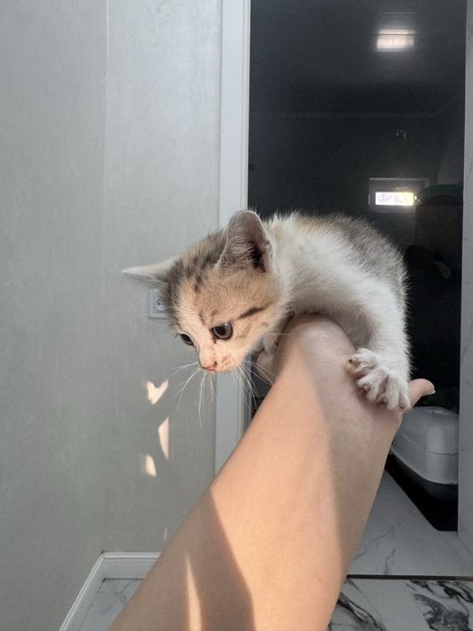 маленькие котята в добрые руки