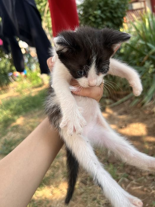 Adoptie pisicute