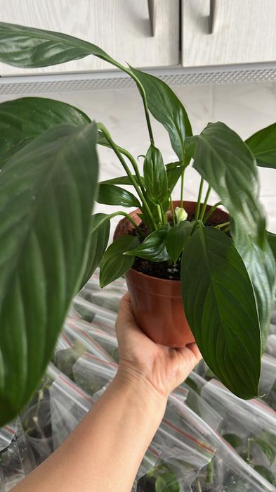 Комнатные растения