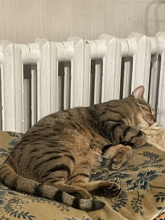 Отдам кота в добрые руки