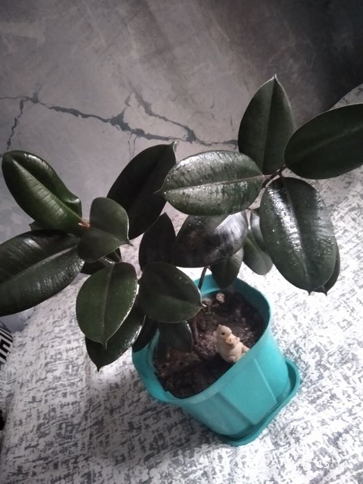 Фикус  2 шт домашний молодой