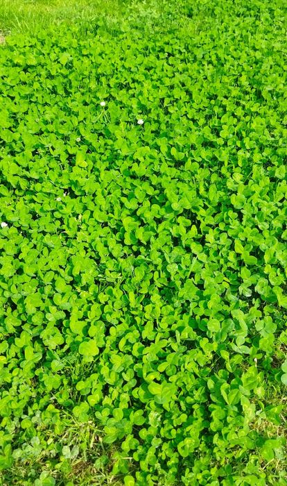 Семена клевера декоротывный