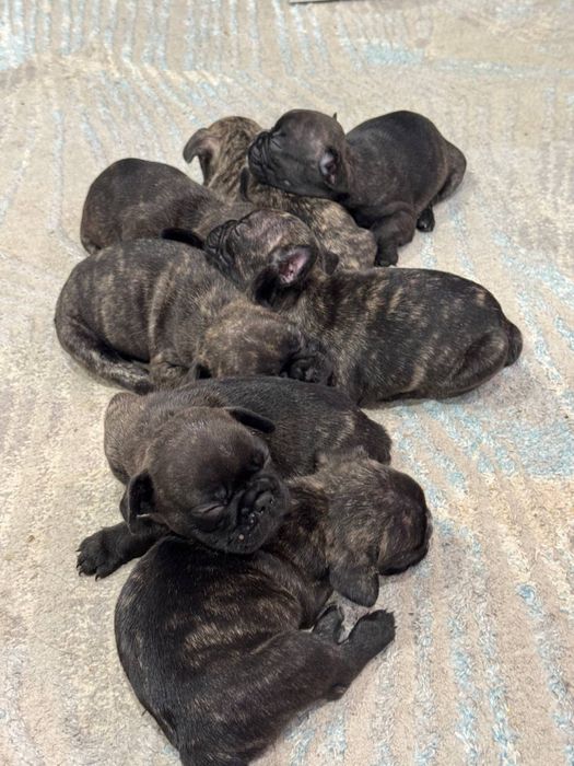 Щенки Французкого будьдога