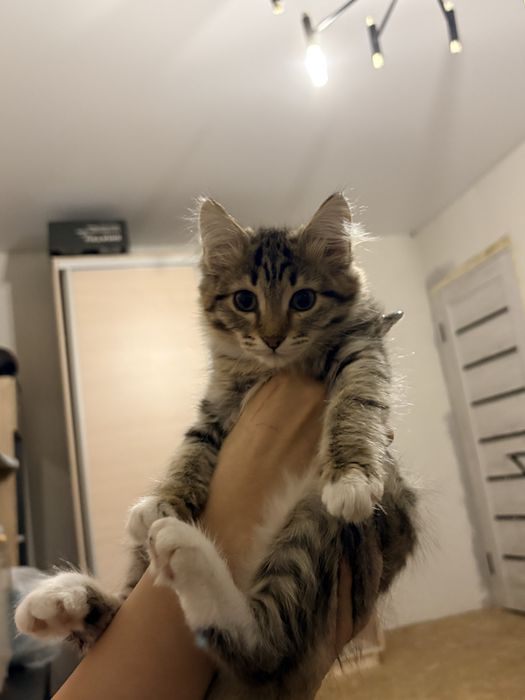 Котенок девочка бесплатно