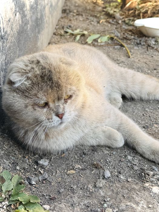 Отдам кота, кот ищет дом, мальчик. Астана