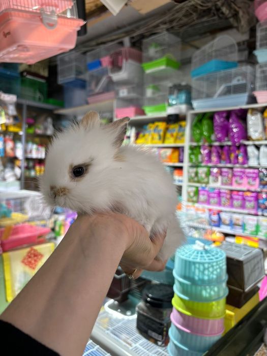 Кролики декоративные Поступление малышей