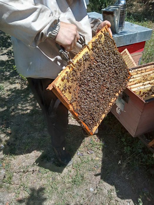 Miere de albina NATURALĂ