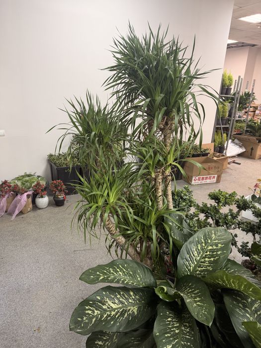 Драцена Драко очень пышная