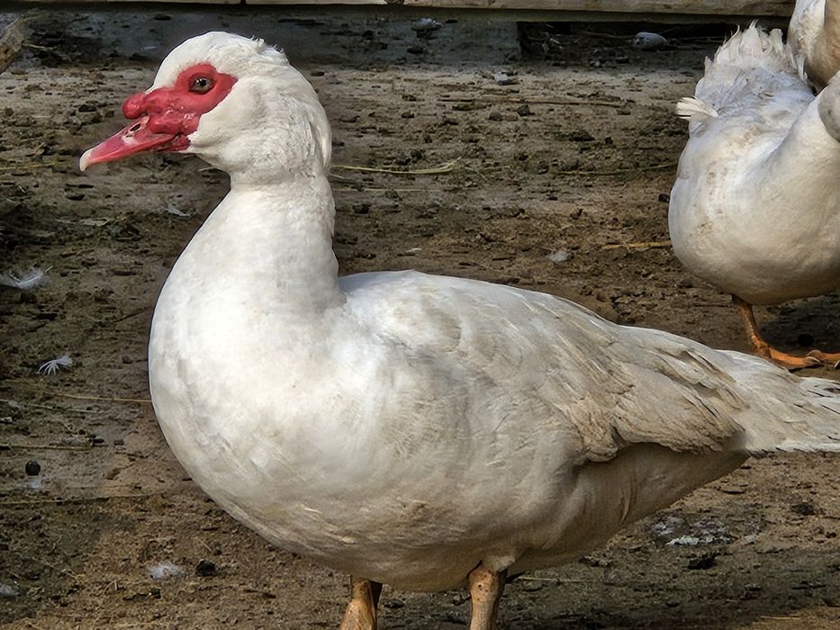 Индоутки белые самки самцы продоются