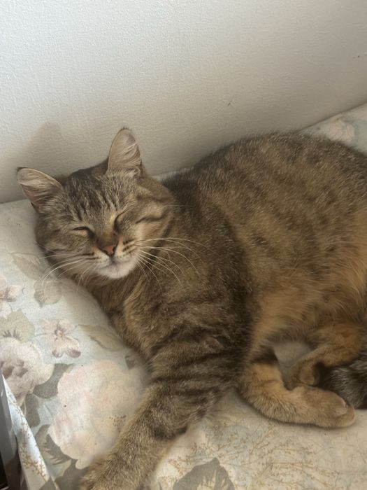 кошка.             .