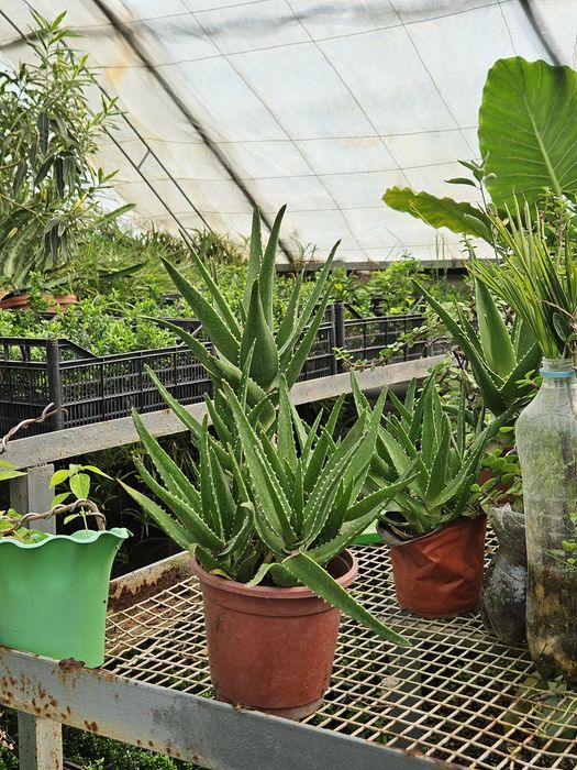 Aloe (Алоэ) oʻsimligi Shifobaxsh.