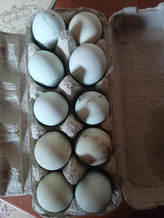 Oua verzi pt incubat  sau consum