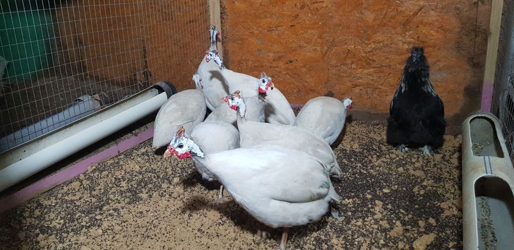 Цесарки, цесарки.