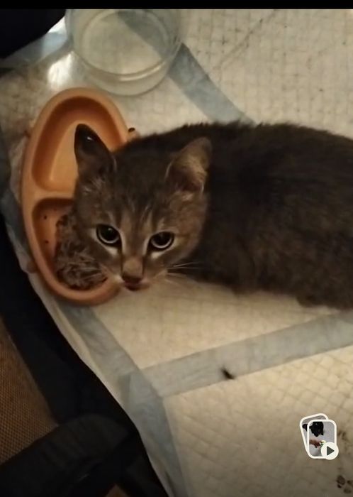 Девочка 6 месяцев стирильная