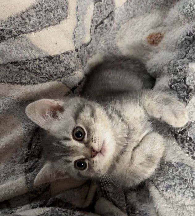 Шотландская котёнок продается