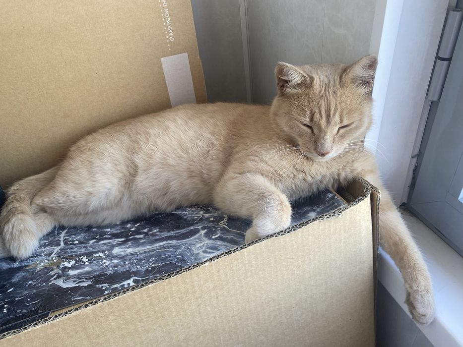 Кот в добрые руки