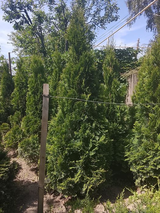 Туя западная смарагд