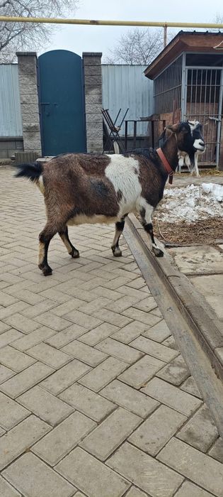 Продам козу,три окота.