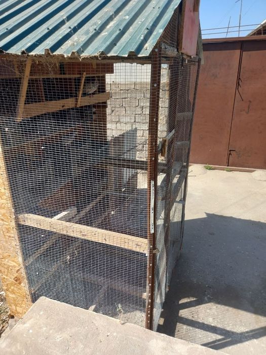 Tovuq katak sotiladi