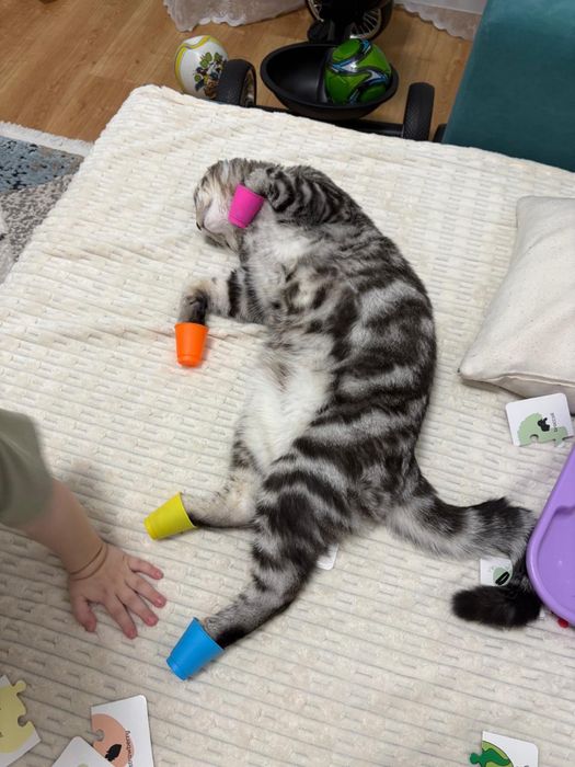 Кот породы скоттиш фолд